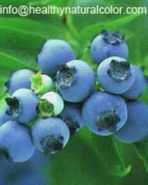 Blueberry Anthocyanin